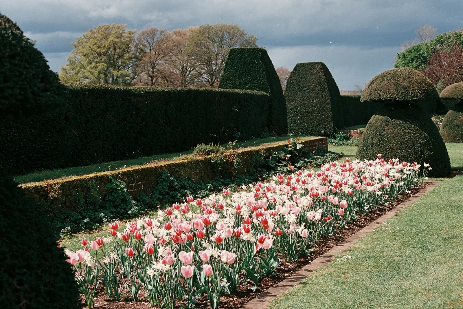 Allée de tulipes et topiaires sculptés